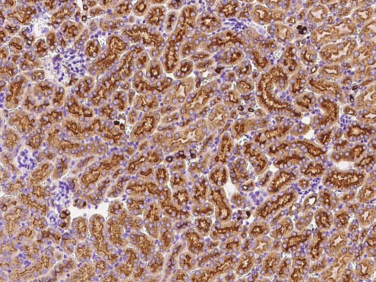 DCTD / dCMP Deaminase Antibody