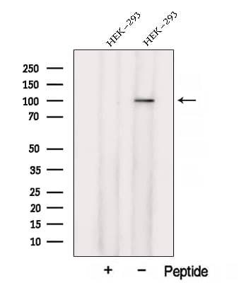 Polyclonal Rabbit anti-Human XAB2 Antibody (IF, WB)