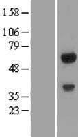 C14orf118 Protein (Over-Expression Lysate Myc-DDK (Flag))