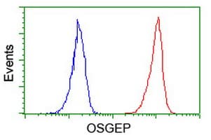OSGEP Antibody (aa1-335, clone OTI9E3, Carrier-free)