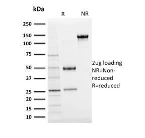 Ubiquitin Antibody (clone UBB/2122, Azide-free, BSA-free)