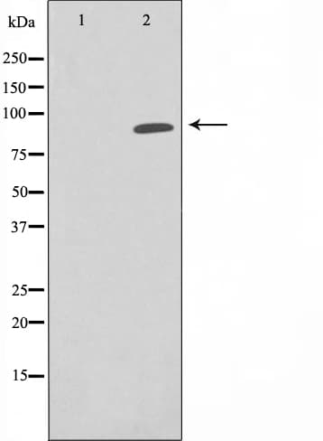 Polyclonal Rabbit anti-Human Epsin 1 / EPN1 Antibody (IF, WB)