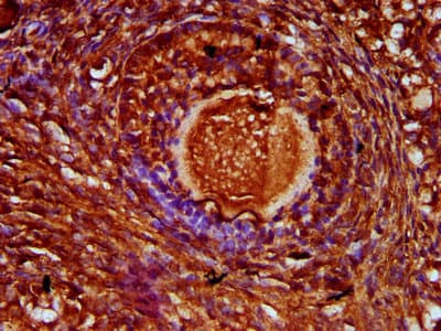 ZP4 / ZBP Antibody