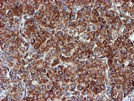 NDUFB9 Antibody (clone OTI13H11)