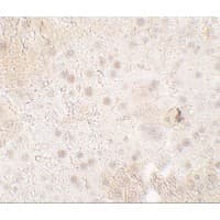 TMIGD1 Antibody