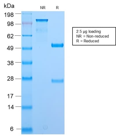 Recombinant Monoclonal Rabbit anti-All species BrdU Antibody (clone BRD2888R, Azide-free,Carrier-free, IHC)