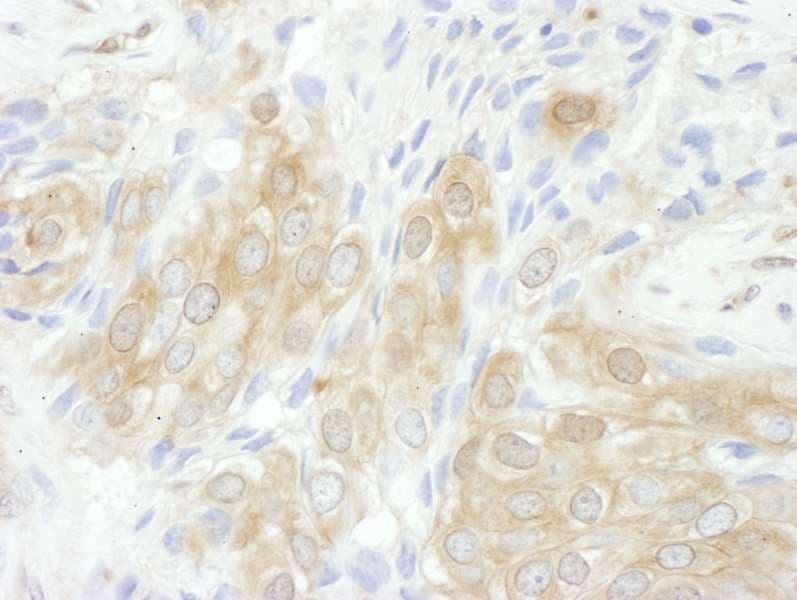 Polyclonal Rabbit anti-Human YWHAQ / 14-3-3 Theta Antibody (aa195-245, IHC, WB)