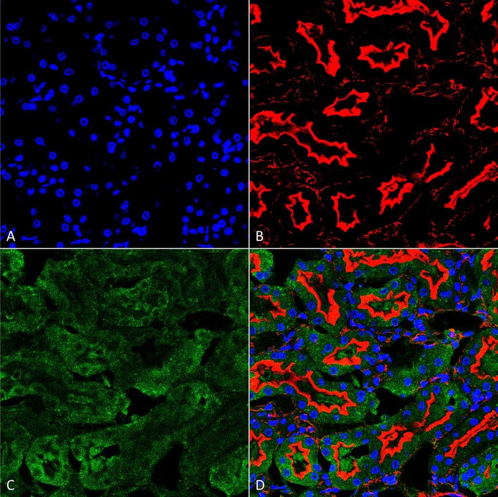 Sulfotyrosine Antibody (clone 7C5, APC)