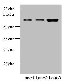 Polyclonal Rabbit anti-Human SNX18 Antibody (IHC, WB)