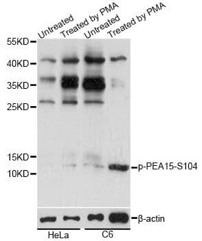 PEA15 / PEA-15 Antibody (phospho-Ser104)
