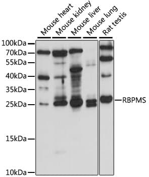 RBPMS / Hermes Antibody
