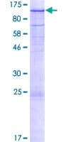 Human MAP4K5 Protein (Recombinant GST)