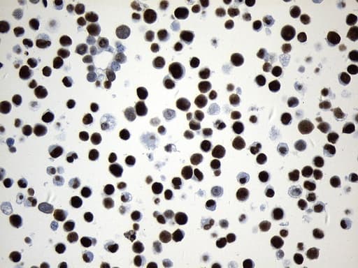 Monoclonal Mouse anti-Human MCM2 Antibody (clone UMAB238, IHC, WB)