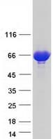 Human ASMTL Protein (Recombinant Myc-DDK (Flag))