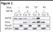 HDAC9 Antibody (aa2-32)