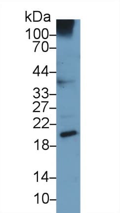 UCN3 / SPC Antibody (aa22-161, PE)