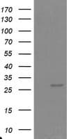 PSMA6 Antibody (clone OTI5G10, Carrier-free)