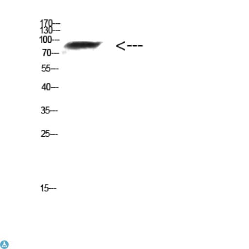 FAM48A / P38IP Antibody