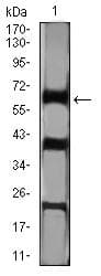CTNNBL1 / NAP Antibody (clone 3C7F9)