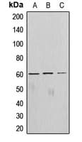 AKT1 Antibody (C-Terminus)