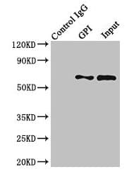 IHC-plus™ Polyclonal Rabbit anti-Human GPI Antibody (aa2-554, IHC, IF, WB)