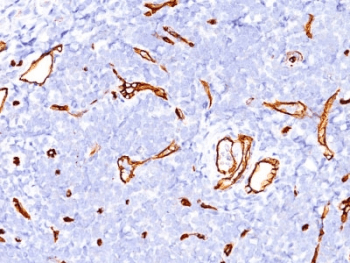 CD34 Antibody (clone SPM123, Azide-free, BSA-free)