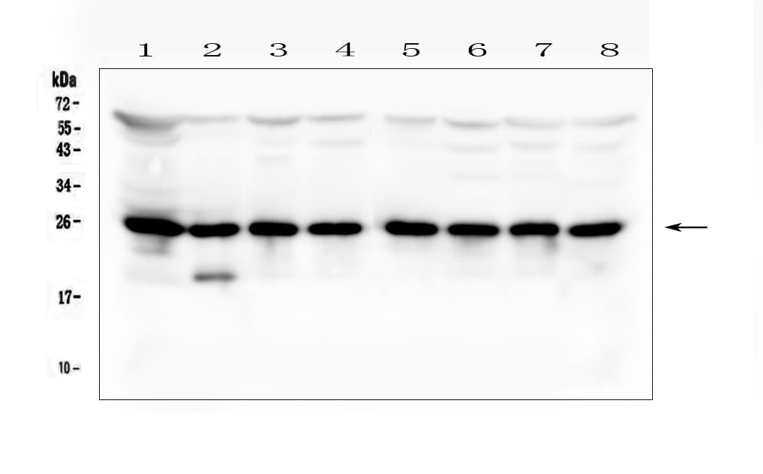BAK1 / BAK Antibody (aa22-211)
