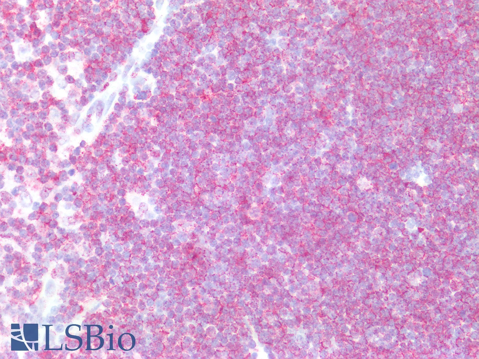 PathPlus™ CD45RO Antibody (clone 4KB5)