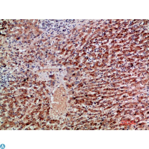 GDF2 / BMP9 Antibody