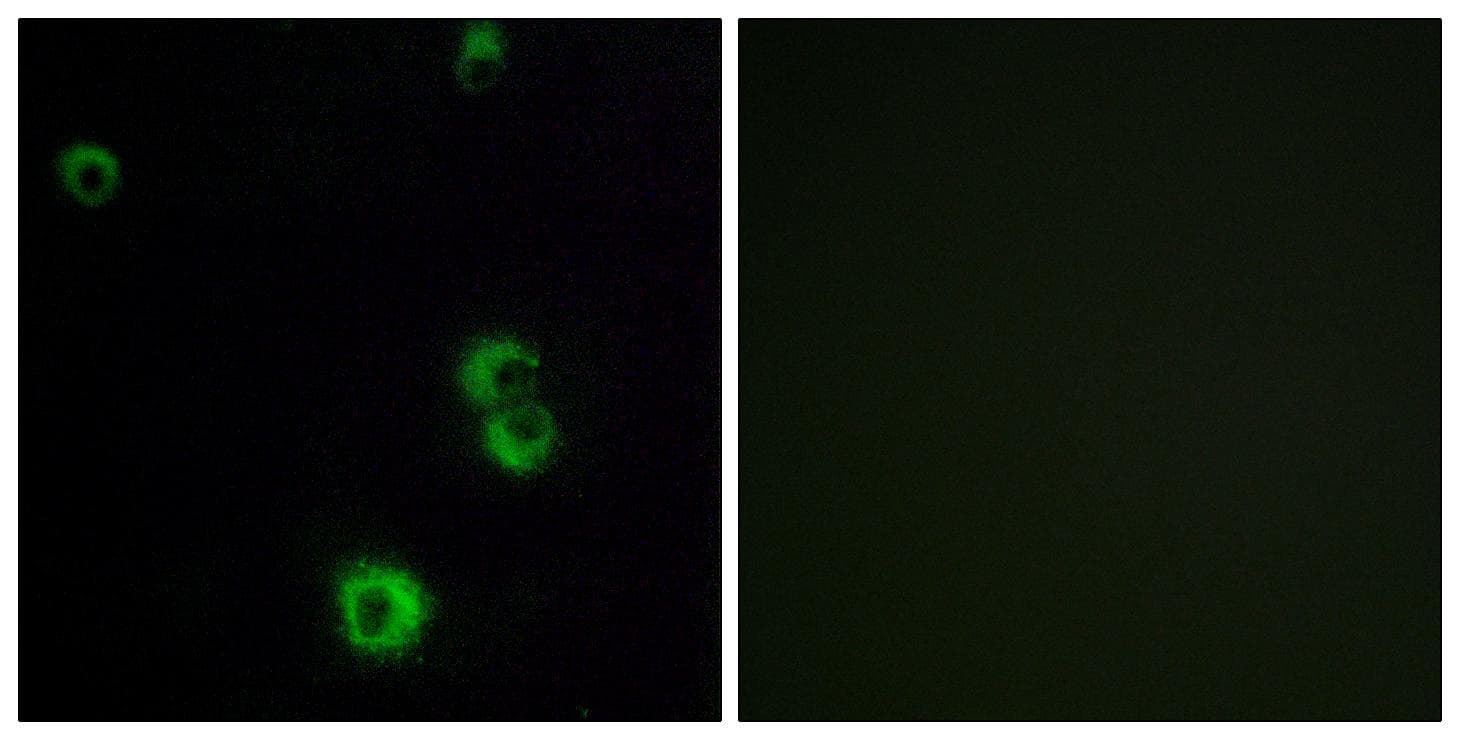 F2RL2 / PAR3 Antibody