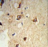 GABARAPL2 / ATG8 Antibody
