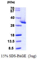 Human CLIC4 Protein (Recombinant His)