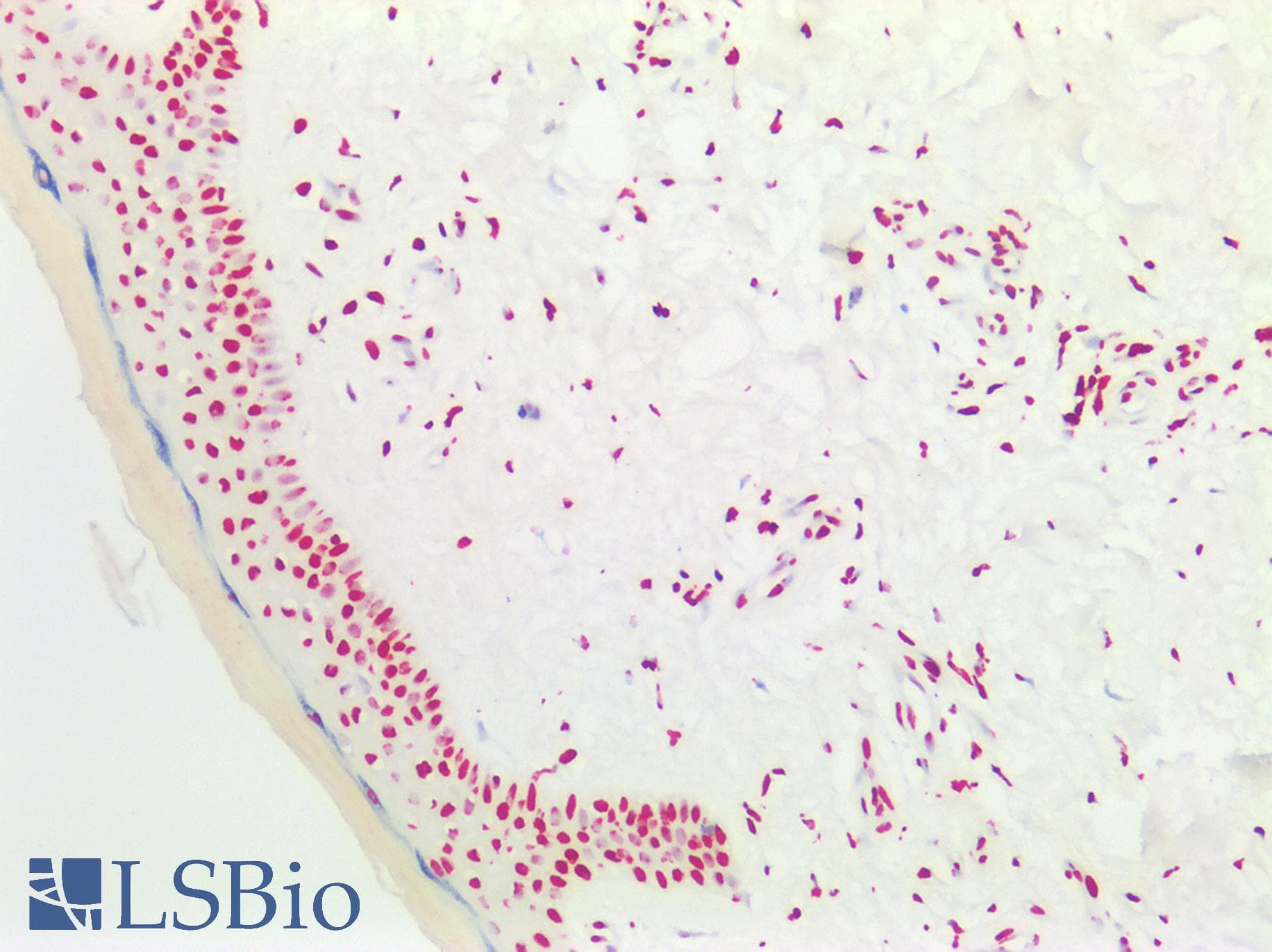 PathPlus™ HES5 Antibody