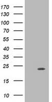 MRAS Antibody (clone OTI3C4)