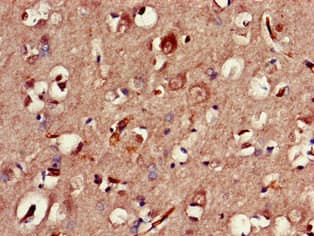 CLOCK Antibody