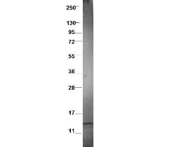 LD78 / CCL3L1 Antibody (Lyophilized)