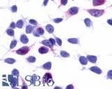 PathPlus™ GPR137B Antibody (Cytoplasmic Domain)