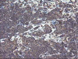 SNX8 Antibody (clone OTI1A1)