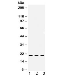ARF6 Antibody