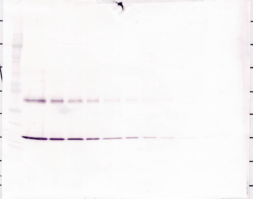 Polyclonal Rabbit anti-Mouse IL1A / IL-1 Alpha Antibody (Biotin, WB)