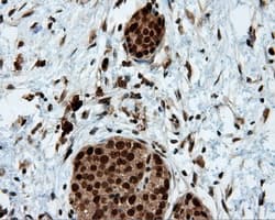 LTA4H / LTA4 Antibody (clone OTI7D11)