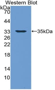 IL-33 Antibody (aa112-270)