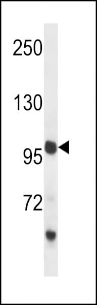 PCDH18 Antibody (aa970-999)