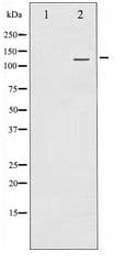 HDAC4 Antibody