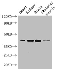 Polyclonal Rabbit anti-Human PARD6G Antibody (IF, WB)