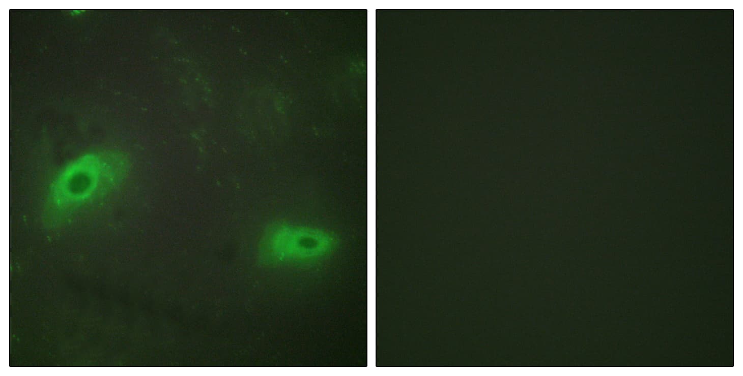 TNFSF9 / CD137L Antibody (aa31-80)