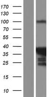 PABPN1L Protein (Over-Expression Lysate Myc-DDK (Flag))