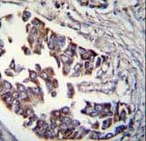 Polyclonal Rabbit anti-Human RAD9A / RAD9 Antibody (Ser387, IHC, IF, WB)
