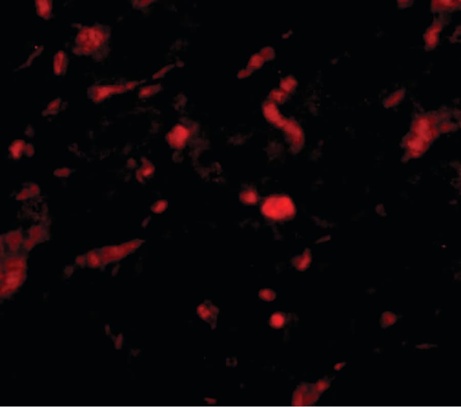 IHC-plus™ NENF / Neudesin Antibody