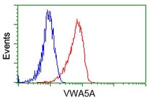 VWA5A Antibody (clone OTI3D6)
